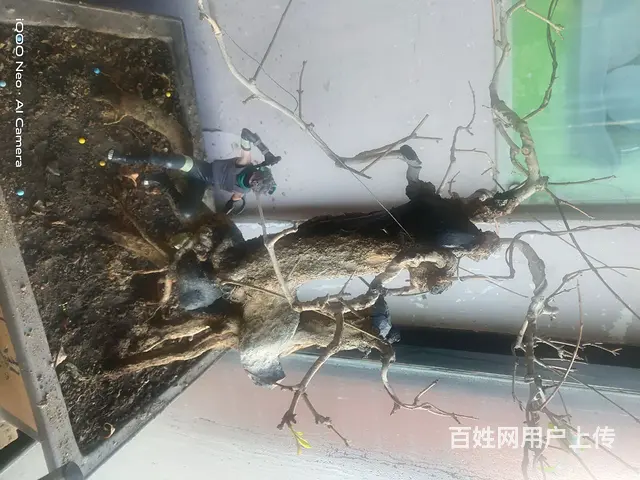 自己家养的花 - 图片 3