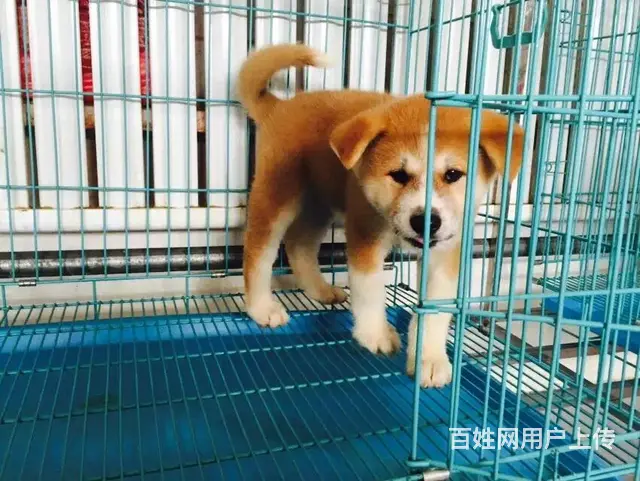 天门【十年老店】常年繁殖优质血统秋田幼犬 - 图片 6