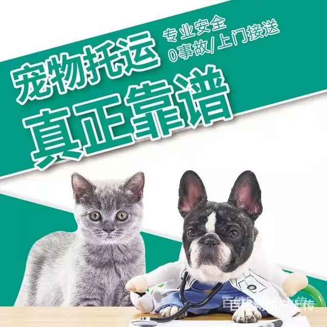 丽水缙云宠物托运（猫狗）活体邮寄快递（2022宠物运输 ）今 - 图片 3