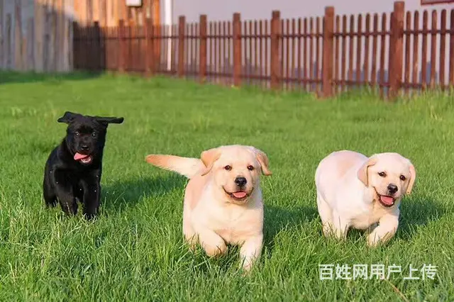 赛级拉布拉多 拉布拉多犬养殖基地 打完疫苗带证书芯 - 图片 9