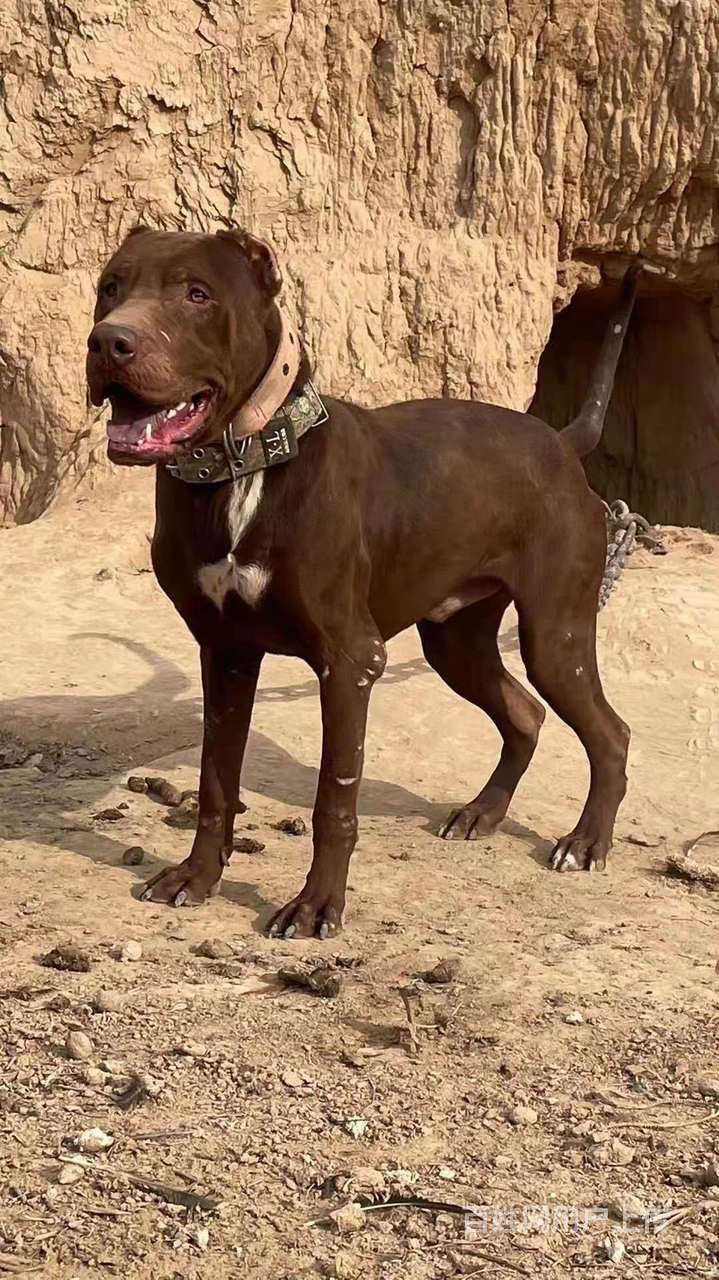 绵阳哪里有卖比特犬的比特犬价格