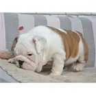 出售纯种英斗犬 包纯种包健康可上门签协议