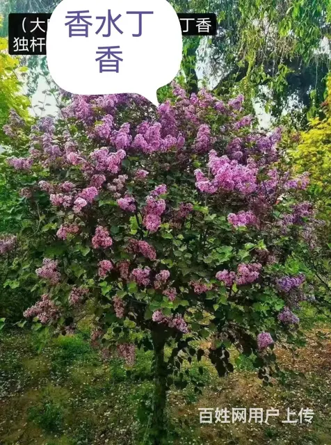 抚顺顺城顶级的树苗免费咨询 - 图片 2
