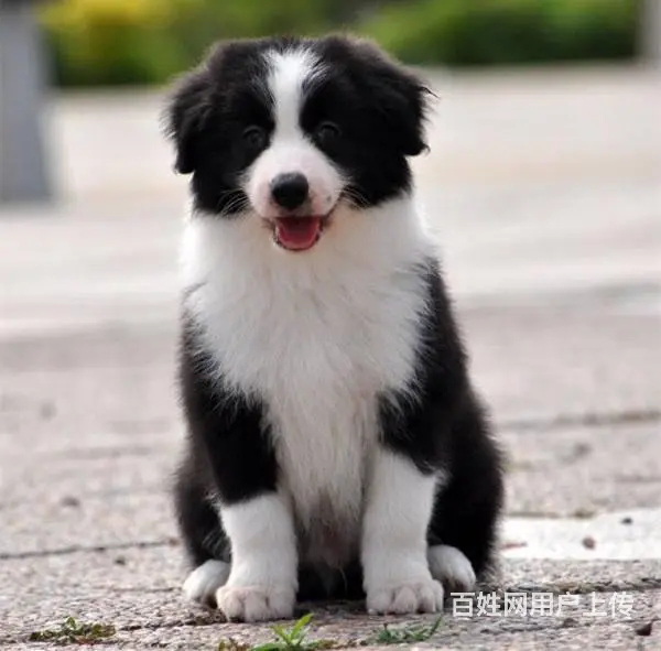 边牧 出售边境牧羊犬幼犬 疫苗三针做齐 - 图片 1