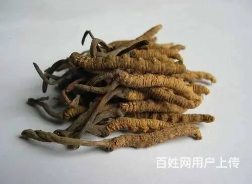 石狮冬虫夏草回收商-石狮冬虫夏草回收方式 - 图片 4