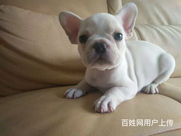 出售高端法国斗牛犬 CKU品质绝对保证 诚信经营保 - 图片 5