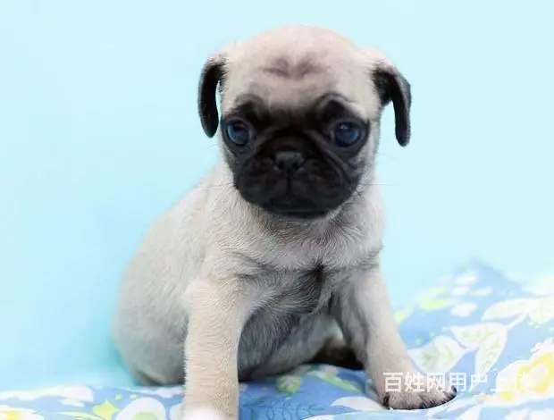 广州巴哥犬一只多少钱 实体犬舍 自家繁殖保健康 - 图片 2