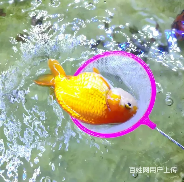【搞定了！】出自养兰寿，三尾打包价108自提，可单拆 - 图片 5