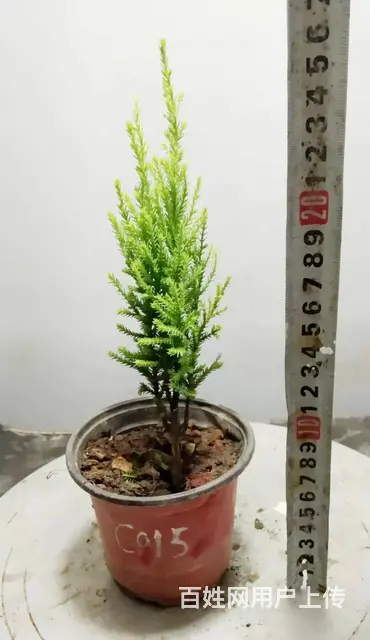 淘宝网盛世鑫毅植物园小叶迎春花水腊对节雀梅盆景老桩 - 图片 5