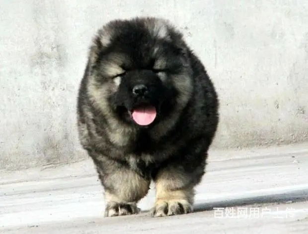 纯高加索犬 ，顶级护卫 高大凶猛的高加索幼犬待售中 - 图片 4