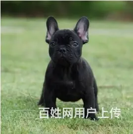 辽阳哪里可以看到纯种法斗犬  宠物狗一般多少钱 - 图片 10