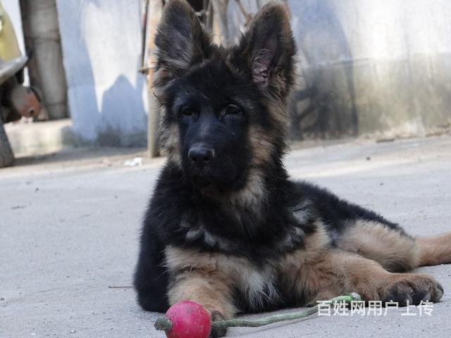 次浏览免费发送到微信您正在浏览狗狗信息,点击查看更多"阜新 狗狗"