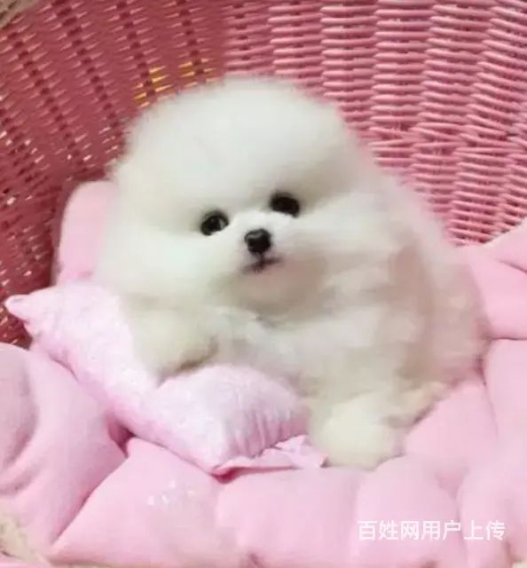 邢台比熊怎么卖 纯种比熊 家养比熊 疫苗齐全 - 图片 7