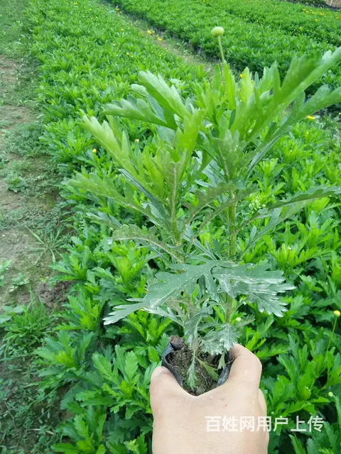 木春菊，孔雀草，石竹，一串红，鸡冠花等各种时令草花 - 图片 2