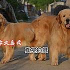 金毛幼犬/实物拍摄/纯种健康质保三年可签订活体协议