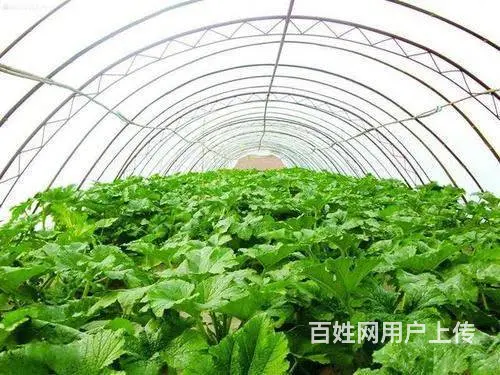 大棚膜的厚度对保温的影响 - 图片