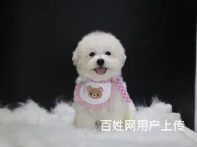 纯种比熊 可爱的小比熊幼犬，有喜欢的联系我 - 图片 5