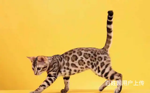哪里有卖孟加拉豹猫的 玫瑰纹空心纹金豹银豹 - 图片 4