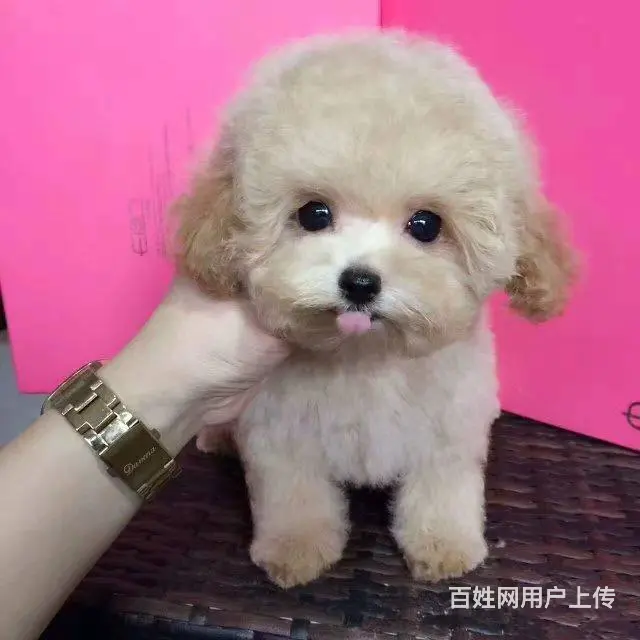 出售纯种泰迪犬  茶杯泰迪 迷你玩具欢迎咨询 - 图片 9