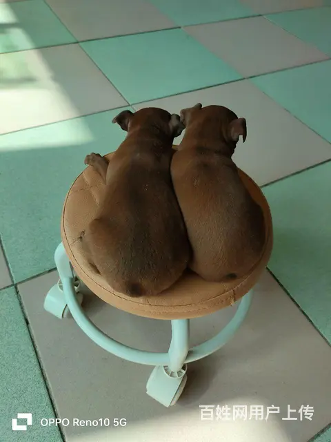 爆红小体鹿犬 - 图片 2