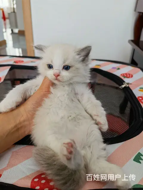 自家繁育布偶猫 - 图片 2