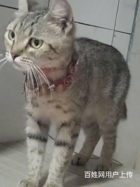 猫猫出售 - 图片 1