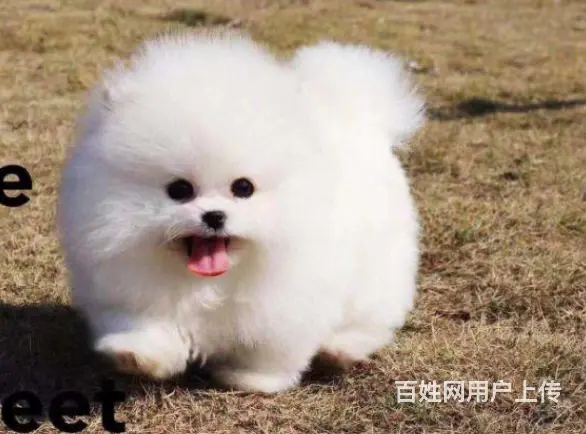 纯种 哈多利 球体博美 保健康 保质量 - 图片 6