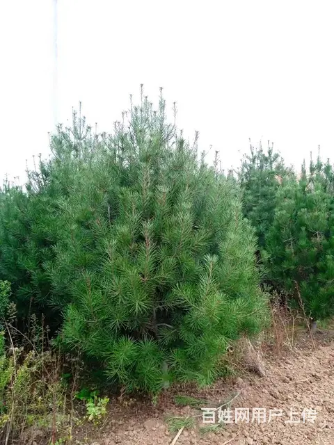 专业种植优质白皮松 - 图片 5
