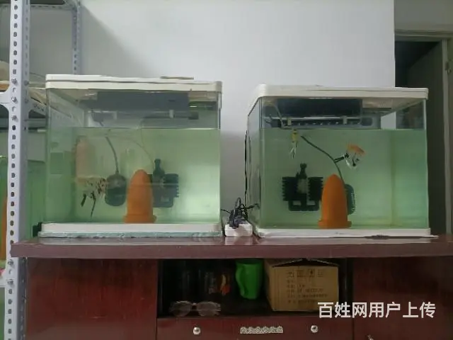 高帆菊花粉红剑 - 图片 5