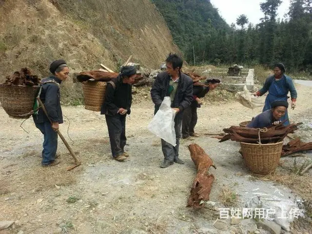 广西土沉香批发 - 图片 7