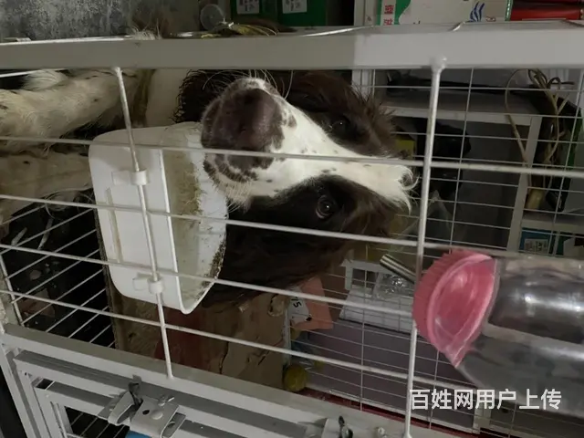 史宾格出售 - 图片 1
