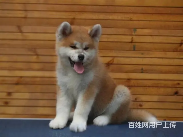 纯种健康秋田犬 日本秋田幼犬 中型犬 宠物狗 - 图片 4