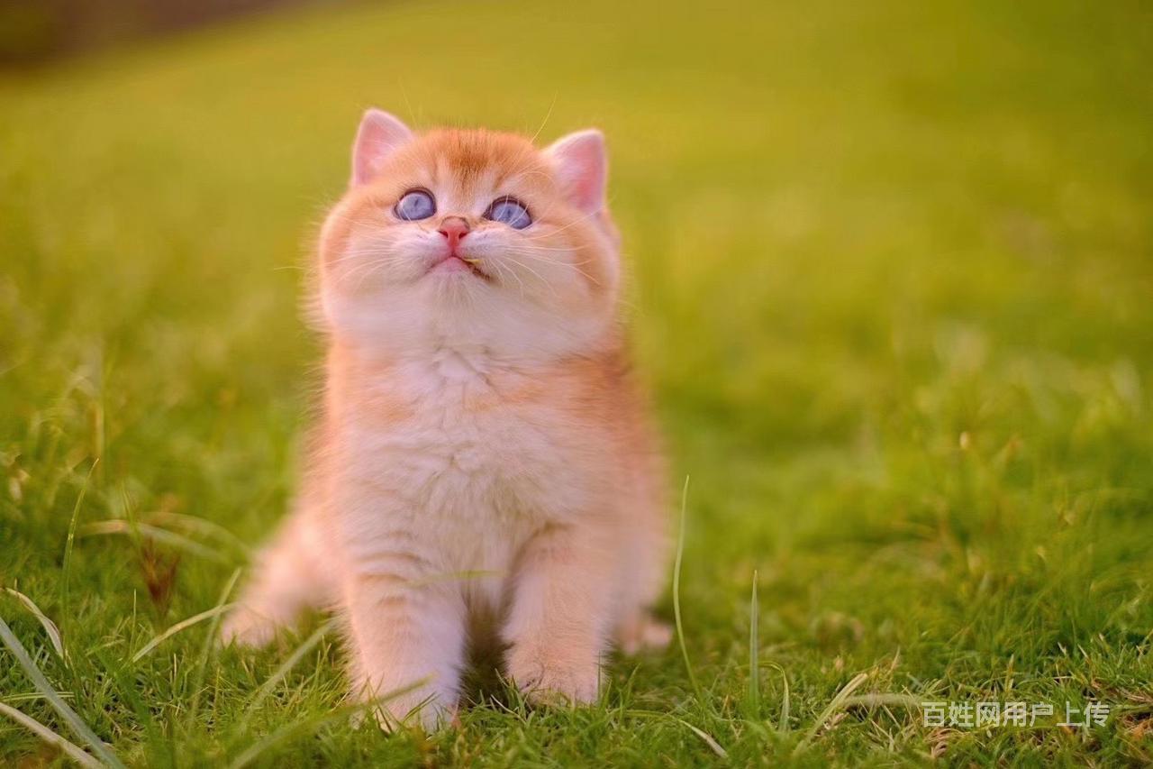 【图】- 哪里有金渐层卖 纯种幼猫 多少钱一只 图