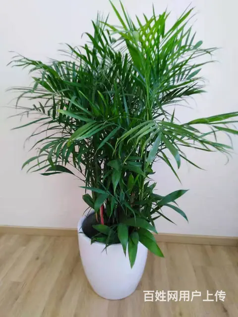 广州花草绿植租摆天河l办公室植物花卉租赁！ - 图片 4