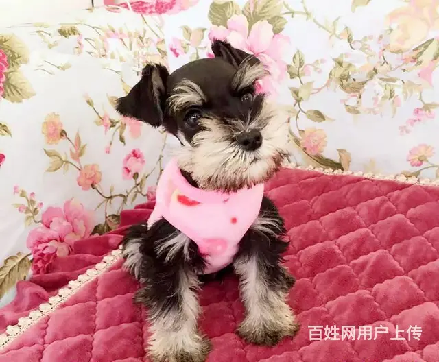 广州买狗的地方 广州纯种健康迷你雪纳瑞犬一只多少钱 - 图片 2