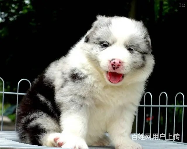 出售   高品质边牧宝宝【益帆边境犬舍】 - 图片 6