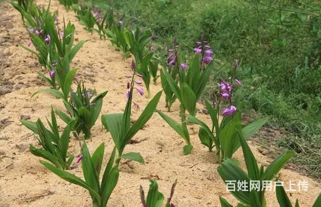 湖北百草堂白芨种植农业项目，选择优质产品轻松把身翻 - 图片 1