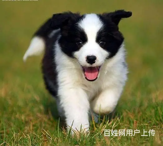 广州纯种边境牧羊犬价格 狗舍直销 包纯种健康签协议 - 图片 4