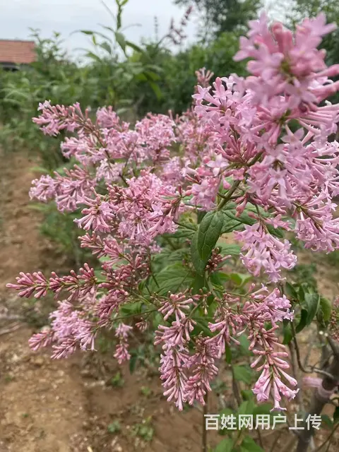 新品种垂丝丁香，欧丁，草坪绿化苗木修剪 - 图片 12