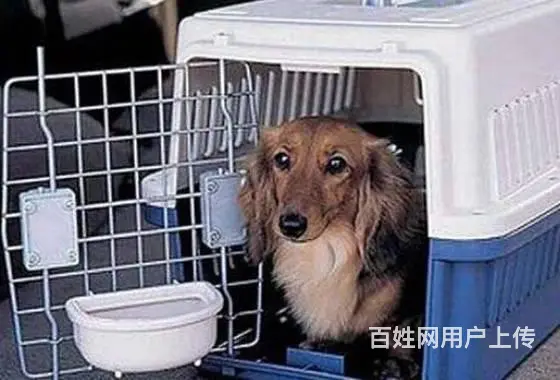 上海宠物托运大概多少钱 - 图片 4