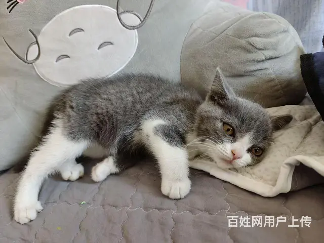 英短蓝白 - 图片 3