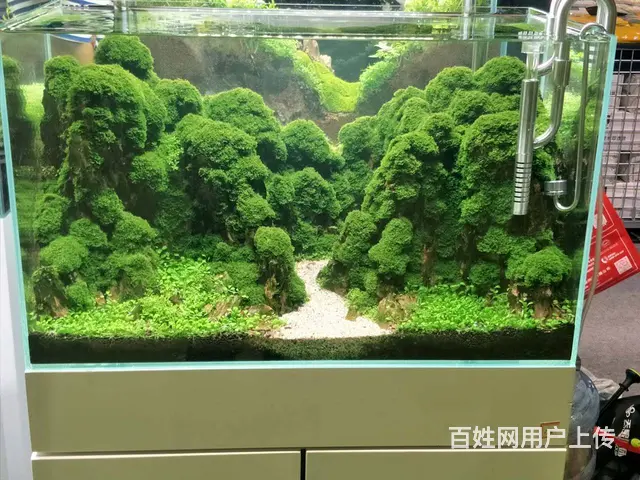 专业养护公司，家庭，大型工程鱼缸，兼卖鱼缸 - 图片 5