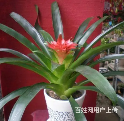 昆山绿植租赁 - 图片 4