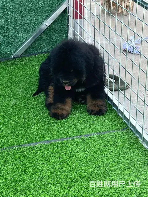 兴城首山犬舍 - 图片 1