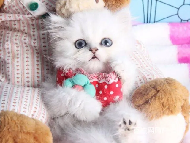 常州波斯猫精品 完美品相 异长贵族 健康无癣签协议 - 图片 2