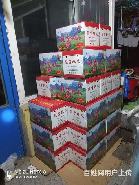 正宗段吉地瓜 - 图片 5