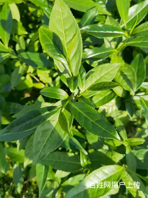 六堡群体种茶叶苗、梧州六堡茶苗供应 - 图片 1