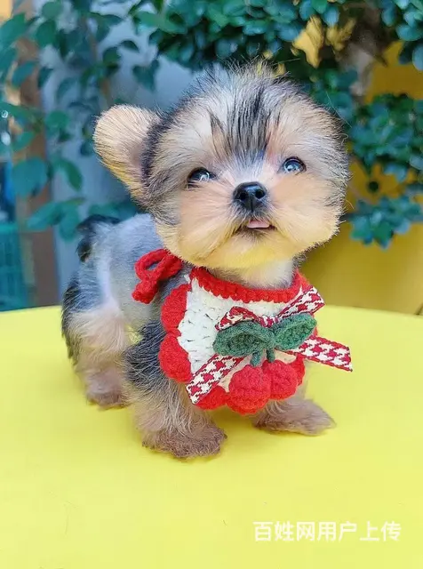 本地犬舍出售小体纯种茶杯犬约克夏保健康签协议 - 图片 1