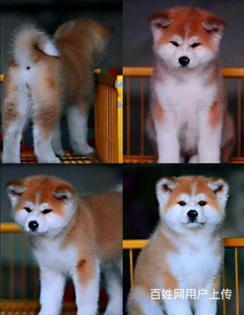 北京精品纯种秋田犬 签协议包纯种保健康欢迎上门挑选 - 图片 4