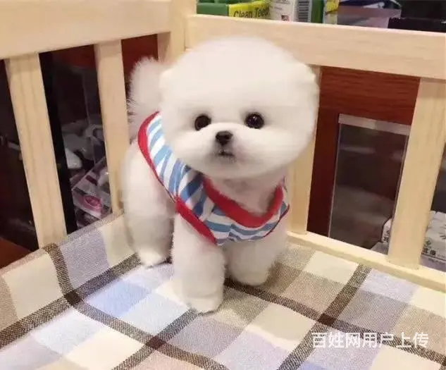纯种哈多利博美 纯种球体博美 保健康 - 图片 5